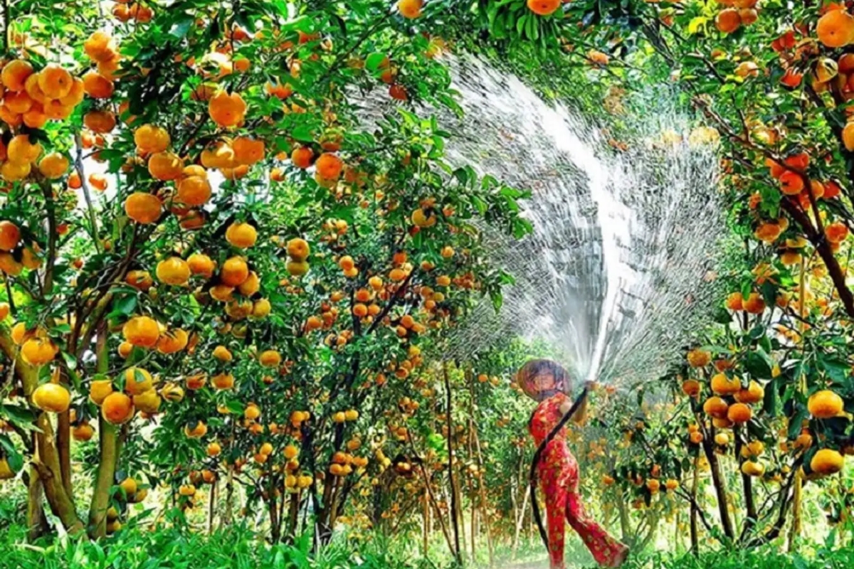 Vườn trái cây Lái Thiêu